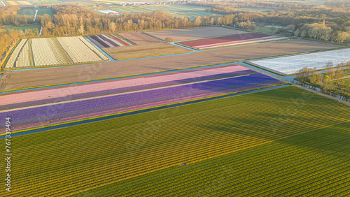 A beautiful tulip fields in spring. Aerial view. 