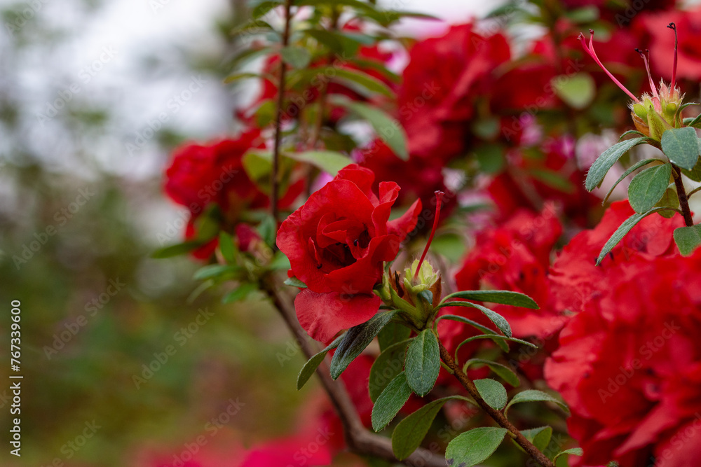 Obraz premium Beautiful bright azalea flowers in a greenhouse. Macro photography.
