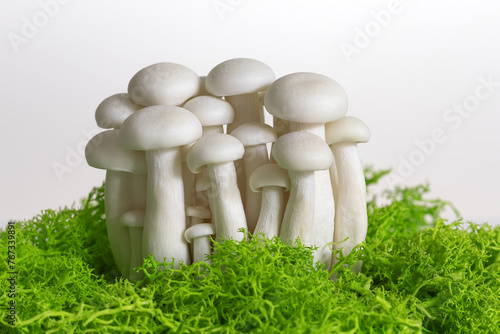 Hypsizygus marmoreus. White shimeji mushrooms on green moss.  Food background. Selective focus photo