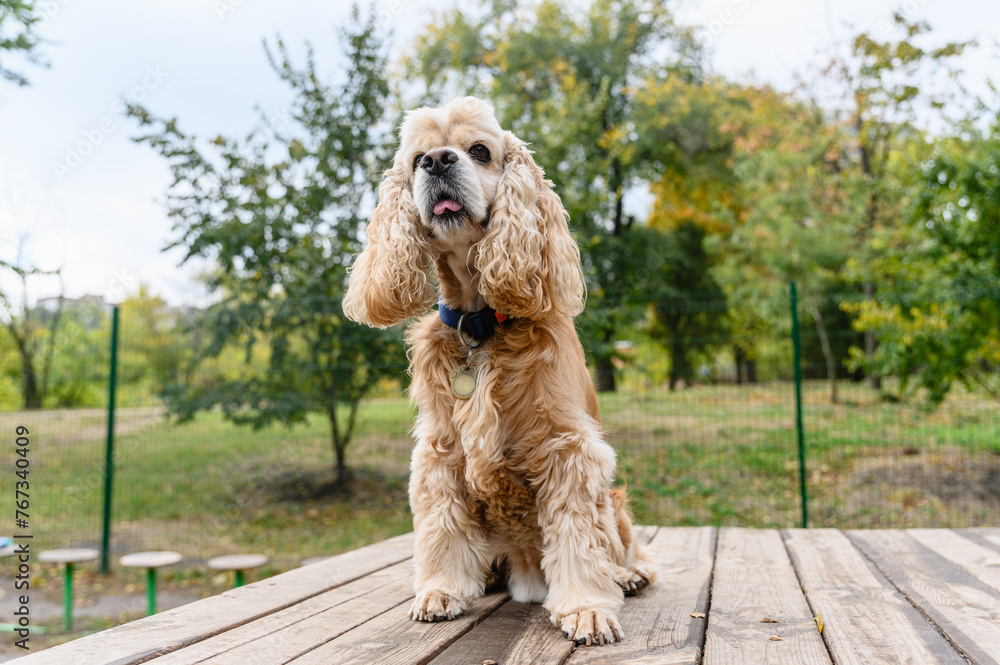 American Cocker Spaniel training in a specially equipped dog walking area. American Cocker Spaniel training in a specially equipped dog walking area.