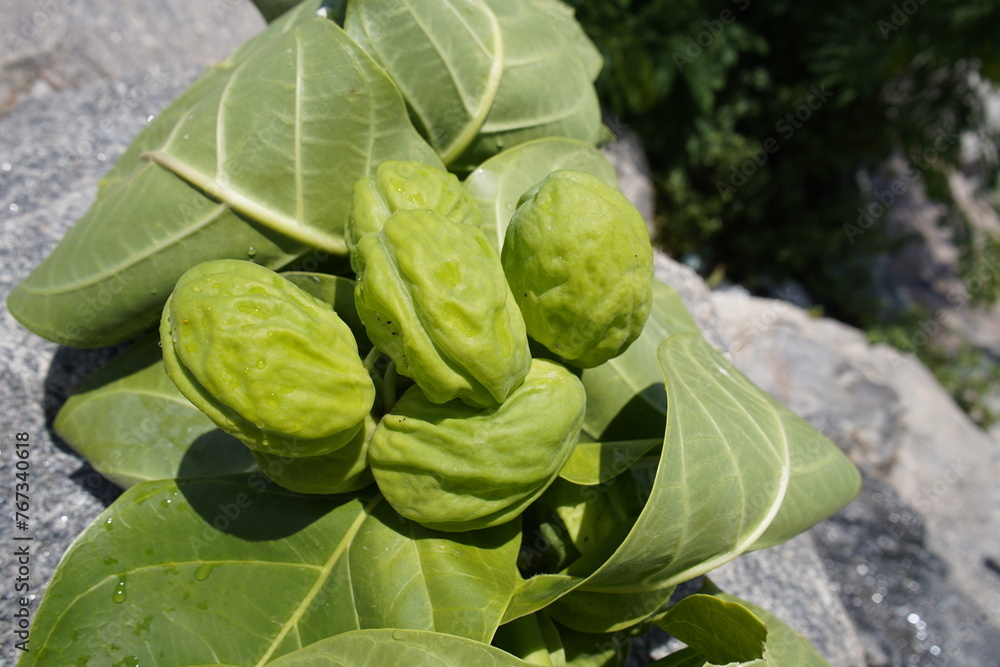 Obraz premium Calotropis procera is a species of flowering plant in the family Apocynaceae that is native to North Africa, Pakistan, tropical Africa, Western Asia, South Asia and Indochina. Fortaleza – Ceará, Brazi