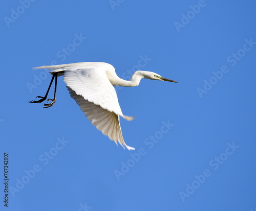 Egretta garzetta flying high on the blue sky.