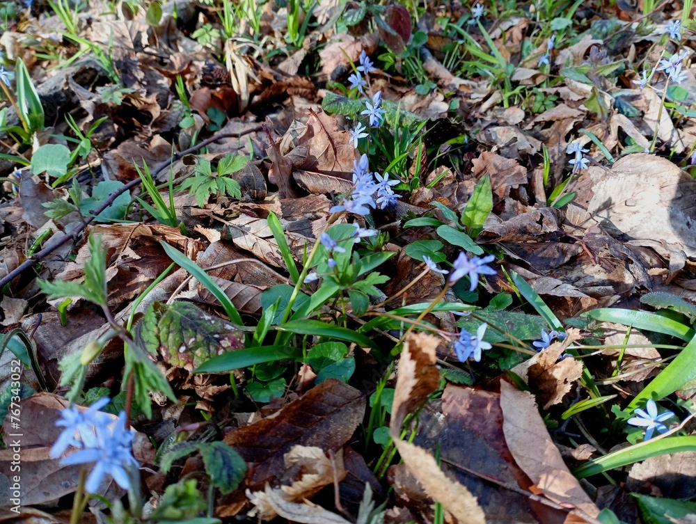 Texture of two-leaved snowdrifts in the forest on a background of dry leaves. Natural backgrounds and textures with forest purple flowers. Texture of two-leaved snowdrifts in the forest on a background of dry leaves. Natural backgrounds and textures with forest purple flowers.