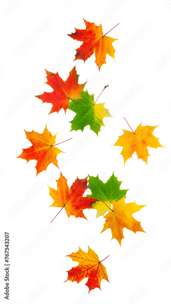 Falling autumn maple leaf isolated on white background, full depth of field Falling autumn maple leaf isolated on white background, full depth of field