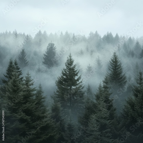 Foggy Forest with Distinct Tree Silhouettes © anat baron