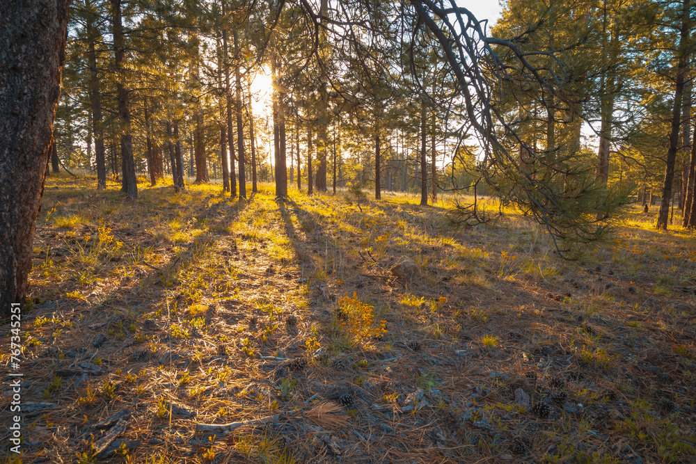 Obraz premium Early morning in the woods. Sunshine through the pine trees, sun rays on the forest floor