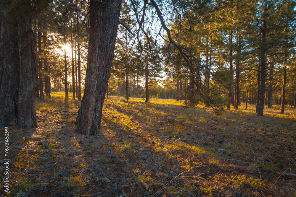 Obraz premium Golden hour in the forest. Sunshine through the trees