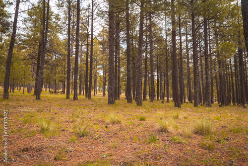 Ponderosa pine trees in the forest. Payson, Arizona. In the woods on a cloudy day.