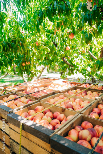 Ripe Peaches in Wooden Crates on Tractor Bed