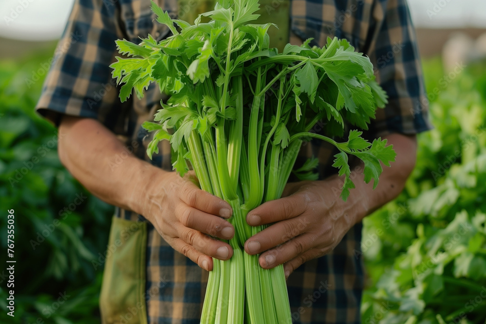 Fototapeta premium Farmer hands holding celery stalks