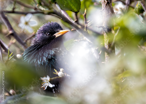 European Starling (Sturnus vulgaris) - Introduced to North America, native to Europe & Asia