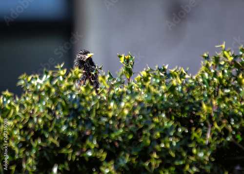 Photography European Starling (Sturnus vulgaris) - Introduced to North America, native to Eu
