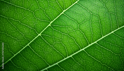 Extreme closeup of the veins of a green leaf with the veins resembling a circuit board