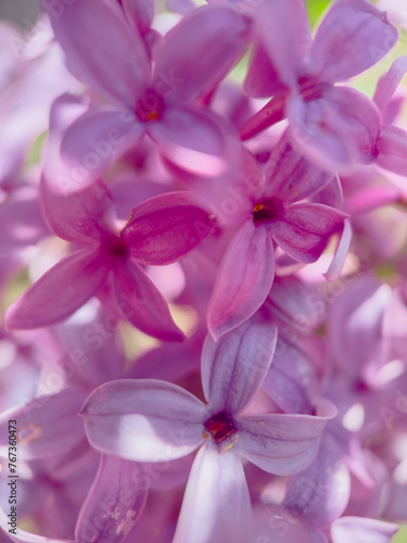 Close up of lilacs in backyard garden. © Cassi