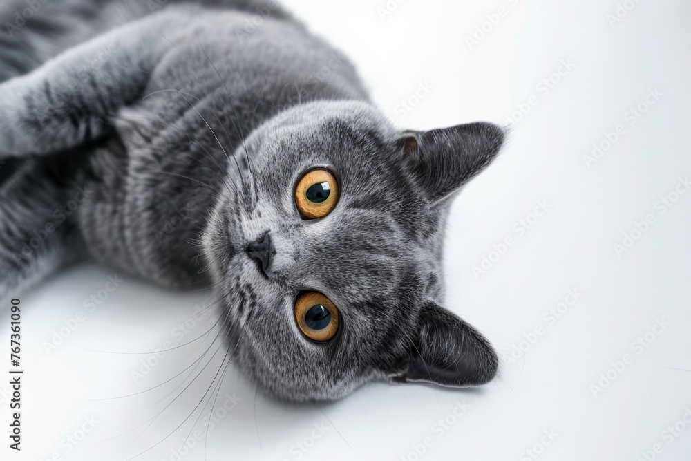 A grey british shortair kitten lying down looking at the camera on white background A grey british shortair kitten lying down looking at the camera on white background