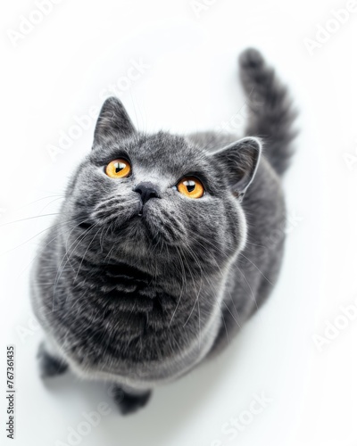 Top view of a grey british shortair cat sitting looking up on white background