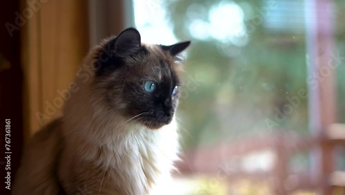 Bright Blue Eyed Siamese Ragdoll Gorgeous Cat Peering Out Window photo