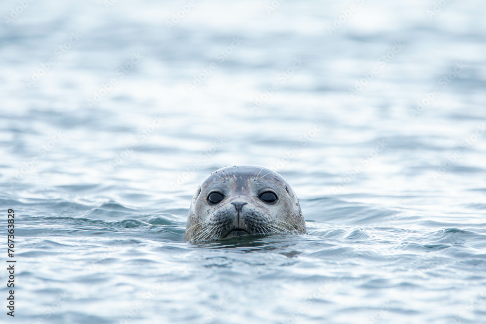 Fototapeta premium Robbe