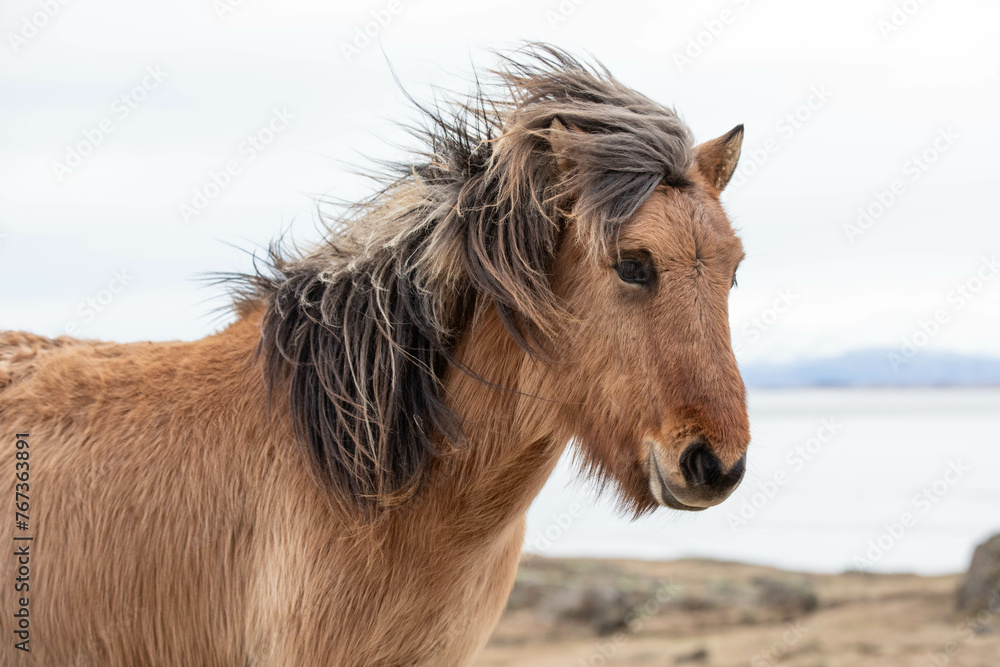 Obraz premium Islandpferd