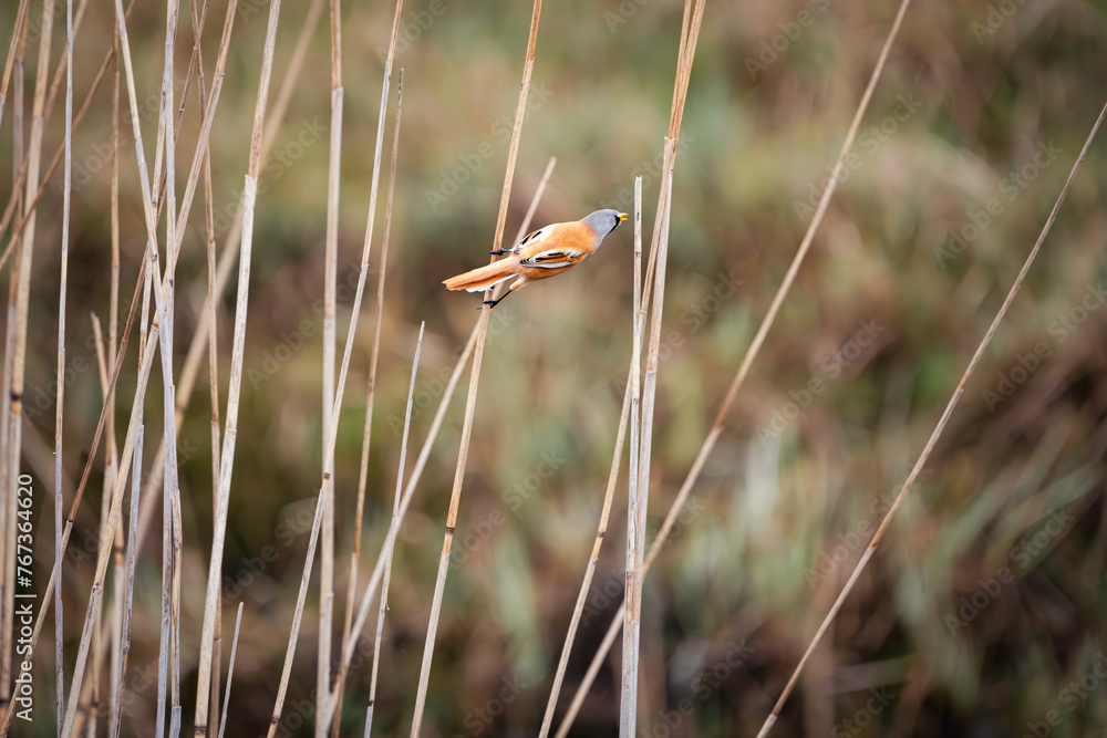 Obraz premium Vogel Orange