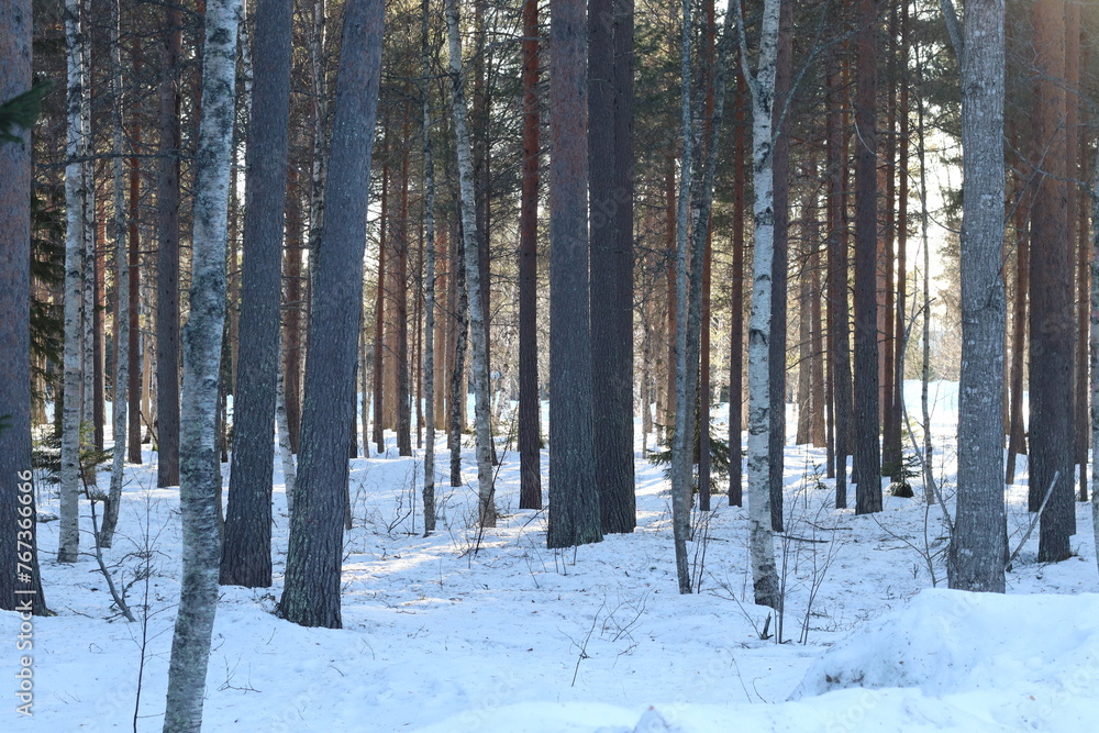 Fototapeta premium snow covered trees