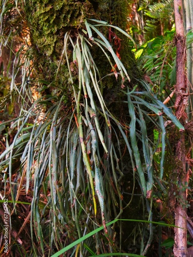 Folhagem verde em tronco