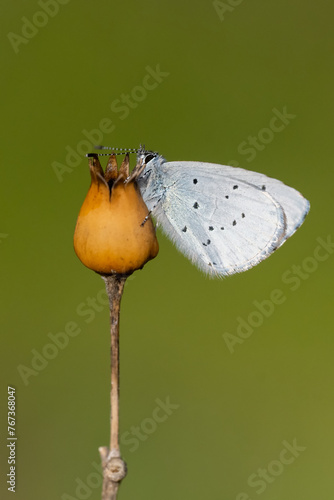Kutsal Mavi » Celastrina argiolus » Holly Blue	 photo