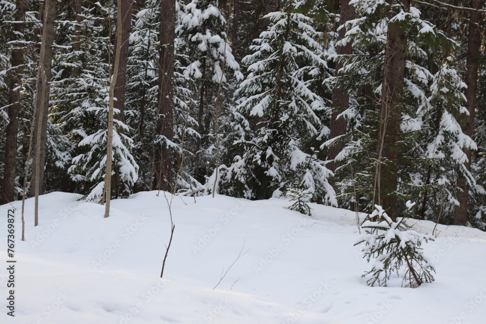 snow covered pine trees snow covered pine trees