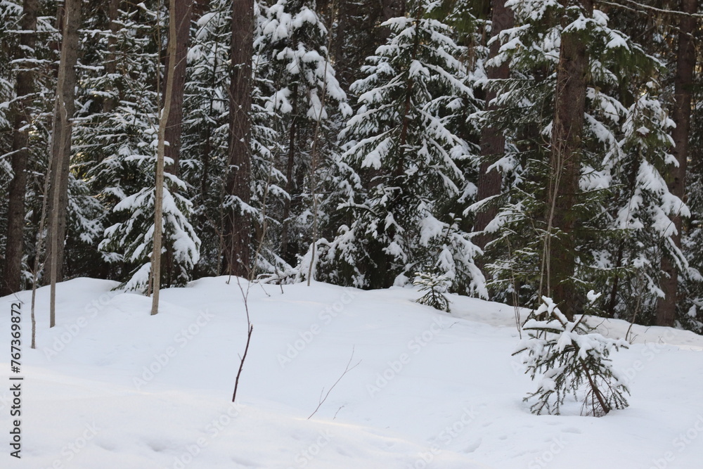 snow covered pine trees