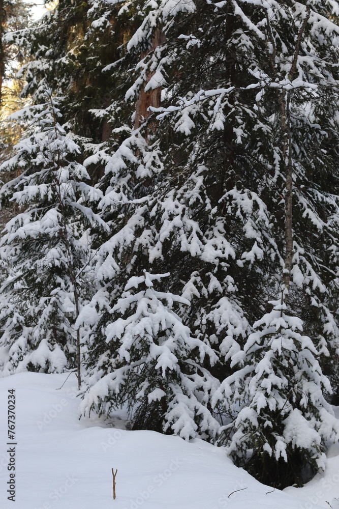 winter in the forest winter in the forest