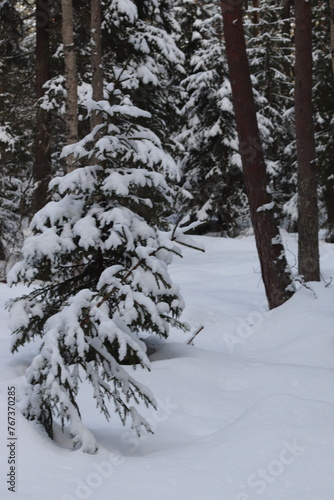 snow covered forest