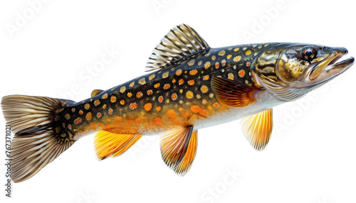 Fish, pike on a white transparent background. © michalsen