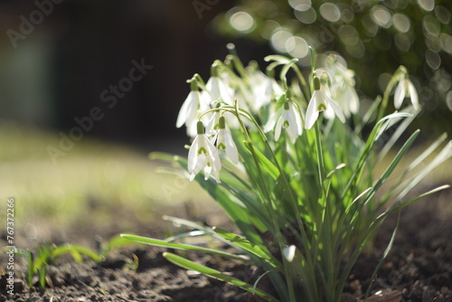 Snowdrops flowers on bokeh garden background with shiny bokeh lights  by old manual helios lens  swirly bokeh  soft focus.