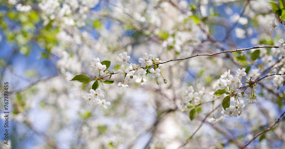 White cherry blossom - beutiful flowers in the fruit orchard. White cherry blossom - beutiful flowers in the fruit orchard.