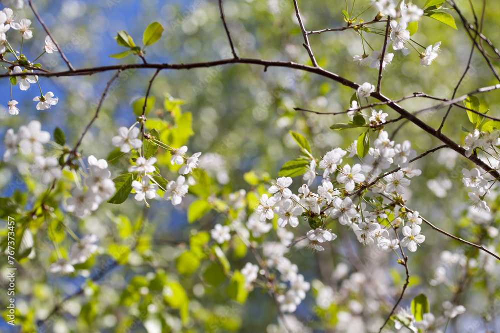 White cherry blossom - beutiful flowers in the fruit orchard. White cherry blossom - beutiful flowers in the fruit orchard.