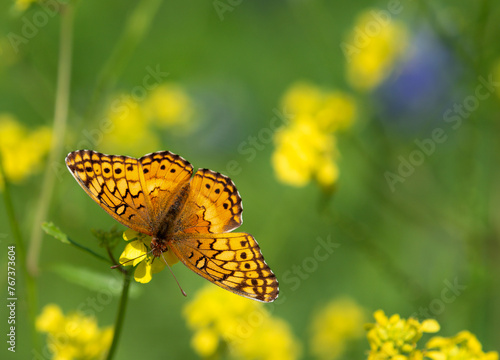 Variegated Fritillary butterfly (Euptoieta claudia) feeding on yellow wildflowers, wings wide open, on a sunny spring day. © leekris