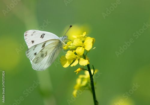 Checkered White butterfly, aka Southern Cabbage butterfly, feeding on yellow wildflowers on a sunny spring day. Copy space. © leekris