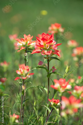 Indian Paintbrush wildflowers blooming on a meadow in spring.
