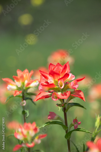 Close-up of Indian Paintbrush wildflower blooming in Texas Spring. Copy space.  © leekris