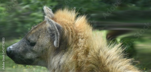 Portrait de profil d'une hyène tachetée (Crocuta crocuta)