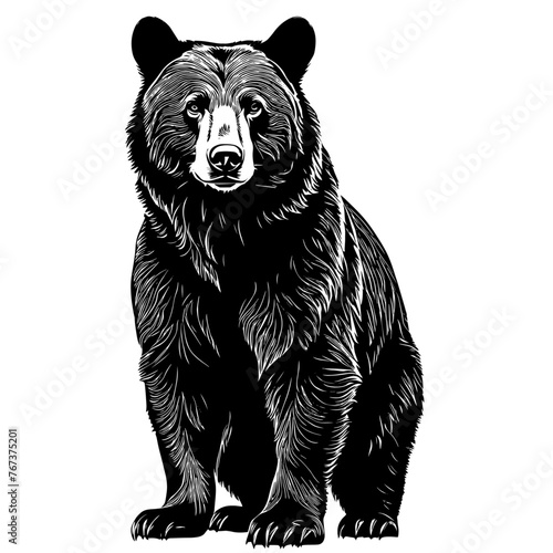 Bear wild animal silhouettes on the white background. Grizzly bear, polar bear, California bear silhouette, vector icon for animal wildlife apps and websites photo