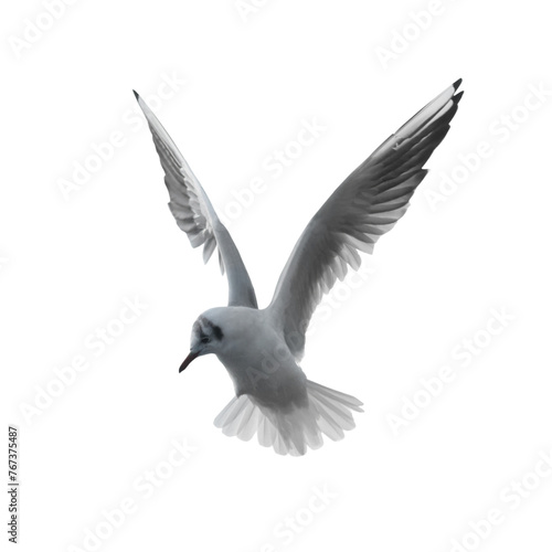 Fly seagull bird in PNG isolated on transparent background