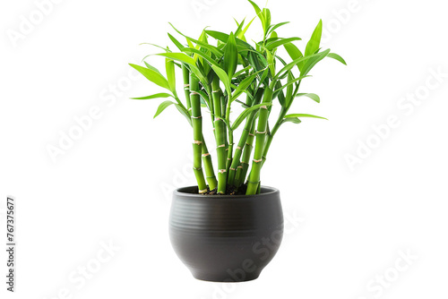 Lucky Bamboo Plant in a Pot Isolated on Transparent Background