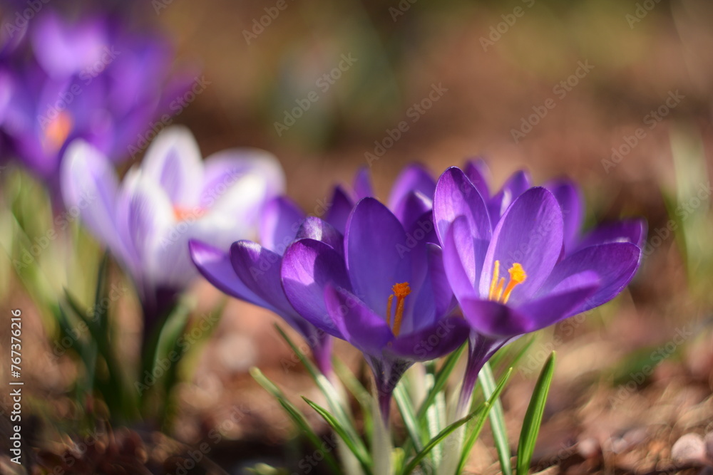 Blooming crocuses in spring garden, soft focus by old manual helios lens,bokeh background, blurr as painted. Blooming crocuses in spring garden, soft focus by old manual helios lens,bokeh background, blurr as painted.
