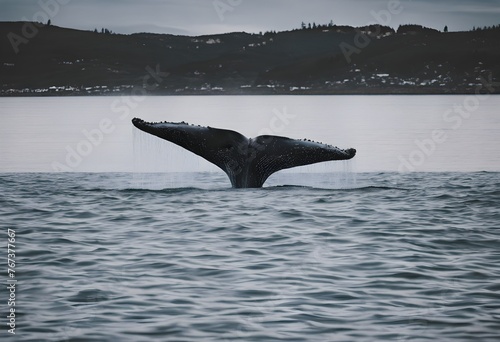 A view of a Sperm Whale © Simon Edge