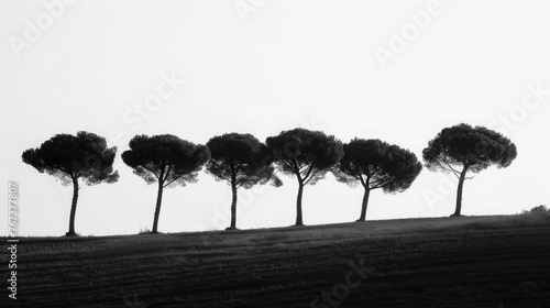 Serene Forest  Majestic Tree Silhouettes Against a Calming Sky