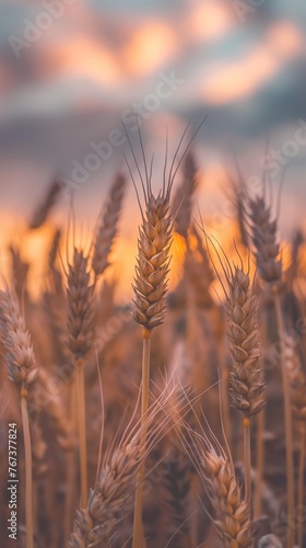 The enlarged mature wheat is golden in color and the wheat ears are heavy and rise above the clouds.