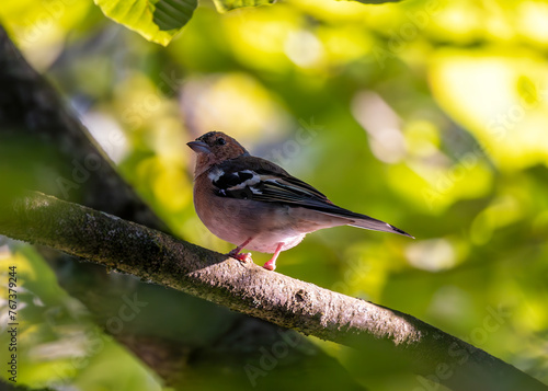 Chaffinch (Fringilla coelebs) - Widespread across Europe, Asia, and North Africa © fluffandshutter