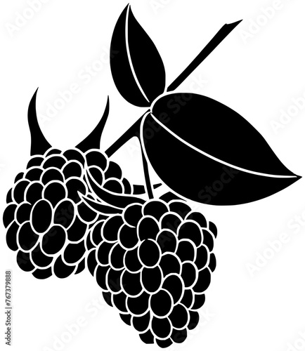 raspberry illustration fruit silhouette leaf logo tree icon plant outline summer nature branch garden organic food berry green vegetarian shape sweet natural healthy for vector graphic background