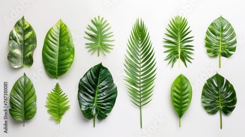 Green Tropical Leaves on White Background - Set of Fresh and Lush Foliage for Nature, Gardening, and Botanical Concepts. photo